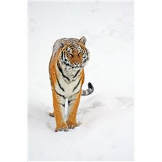 Картина на холсте по фото Модульные картины Печать портретов на холсте Тигр - Фотообои Животные|тигры