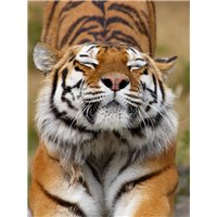 Портреты картины репродукции на заказ - Тигр просыпается - Фотообои Животные|тигры