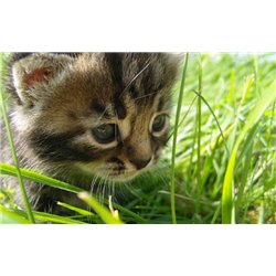 Котенок в траве - Фотообои Животные|коты - Модульная картины, Репродукции, Декоративные панно, Декор стен
