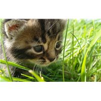 Портреты картины репродукции на заказ - Котенок в траве - Фотообои Животные|коты