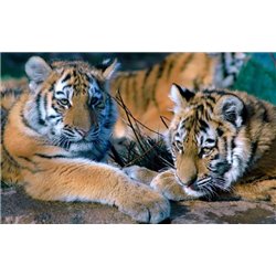 Тигры - Фотообои Животные|тигры - Модульная картины, Репродукции, Декоративные панно, Декор стен