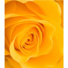 Картина на холсте по фото Модульные картины Печать портретов на холсте Желтая роза - Фотообои цветы|розы
