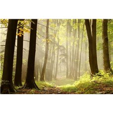 Картина на холсте по фото Модульные картины Печать портретов на холсте Лес - Фотообои природа|лес