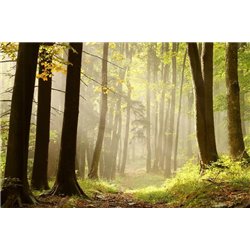 Лес - Фотообои природа|лес - Модульная картины, Репродукции, Декоративные панно, Декор стен