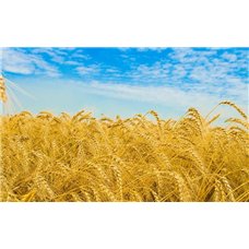 Картина на холсте по фото Модульные картины Печать портретов на холсте Пшеница - Фотообои природа|поля