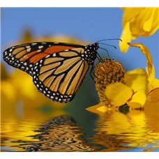 Картина на холсте по фото Модульные картины Печать портретов на холсте Бабочка над водой - Фотообои природа|бабочки