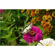 Картина на холсте по фото Модульные картины Печать портретов на холсте Бабочка и цветы - Фотообои природа|бабочки