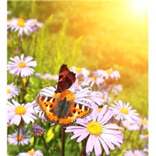 Картина на холсте по фото Модульные картины Печать портретов на холсте Бабочки на цветке - Фотообои природа|бабочки
