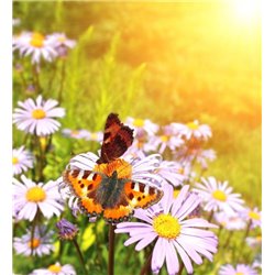 Бабочки на цветке - Фотообои природа|бабочки - Модульная картины, Репродукции, Декоративные панно, Декор стен