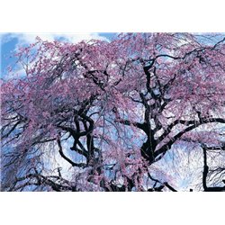 Цветущие веточки - Фотообои цветы|цветущие деревья - Модульная картины, Репродукции, Декоративные панно, Декор стен