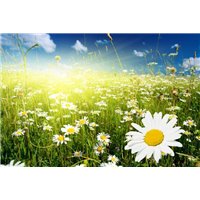 Ромашки на солнечной поляне - Фотообои цветы|ромашки