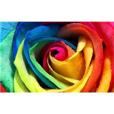 Картина на холсте по фото Модульные картины Печать портретов на холсте Разноцветная роза - Фотообои цветы|розы