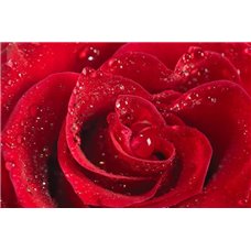 Картина на холсте по фото Модульные картины Печать портретов на холсте Красная роза - Фотообои цветы|розы