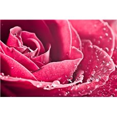 Картина на холсте по фото Модульные картины Печать портретов на холсте Алая роза - Фотообои цветы|розы