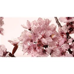 Цветущая веточка - Фотообои цветы|цветущие деревья - Модульная картины, Репродукции, Декоративные панно, Декор стен