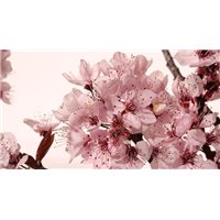 Портреты картины репродукции на заказ - Цветущая веточка - Фотообои цветы|цветущие деревья