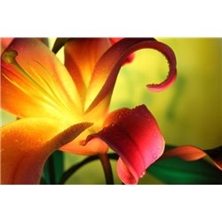 Лилии - Фотообои цветы|лилии - Модульная картины, Репродукции, Декоративные панно, Декор стен