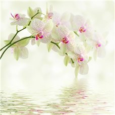 Картина на холсте по фото Модульные картины Печать портретов на холсте Орхидея над водой - Фотообои цветы|орхидеи