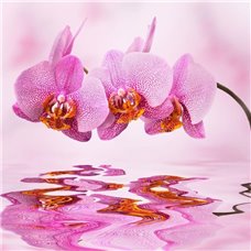 Картина на холсте по фото Модульные картины Печать портретов на холсте Розовая орхидея - Фотообои цветы|орхидеи