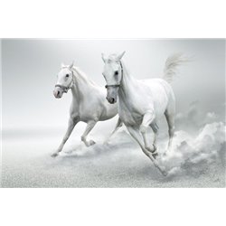 Белые лошади - Фотообои Животные|лошади - Модульная картины, Репродукции, Декоративные панно, Декор стен