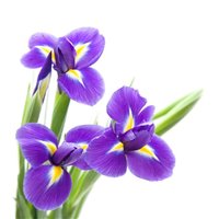 Синие ирисы - Фотообои цветы|ирисы