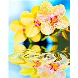 Отражение орхидеи - Фотообои цветы|орхидеи - Модульная картины, Репродукции, Декоративные панно, Декор стен