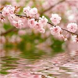Цветение над водой - Фотообои цветы|цветущие деревья - Модульная картины, Репродукции, Декоративные панно, Декор стен