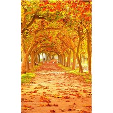 Картина на холсте по фото Модульные картины Печать портретов на холсте Осенние листья на дороге - Фотообои природа|осень