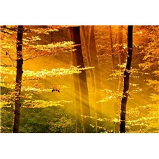 Картина на холсте по фото Модульные картины Печать портретов на холсте Солнечные лучи - Фотообои природа|деревья и травы