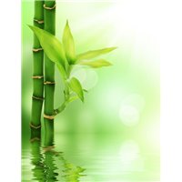 Бамбук - Фотообои природа|бамбук