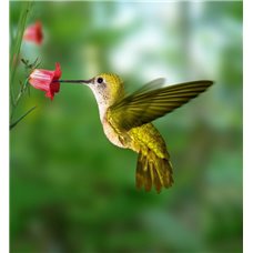 Картина на холсте по фото Модульные картины Печать портретов на холсте Колибри - Фотообои Животные|птицы