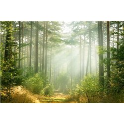 Солнечный свет в лесу - Фотообои природа|лес - Модульная картины, Репродукции, Декоративные панно, Декор стен
