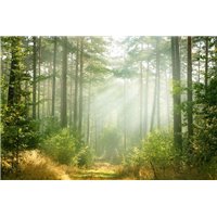 Портреты картины репродукции на заказ - Солнечный свет в лесу - Фотообои природа|лес