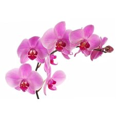 Картина на холсте по фото Модульные картины Печать портретов на холсте Сиреневая орхидея - Фотообои цветы|орхидеи
