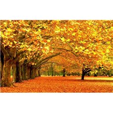 Картина на холсте по фото Модульные картины Печать портретов на холсте Осенние деревья - Фотообои природа|осень