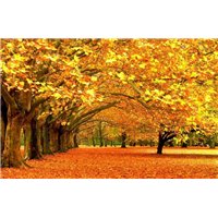 Портреты картины репродукции на заказ - Осенние деревья - Фотообои природа|осень