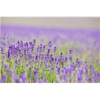 Сиреневые полевые цветы - Фотообои цветы|полевые