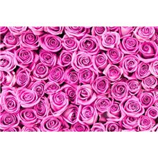 Картина на холсте по фото Модульные картины Печать портретов на холсте Бутоны розы - Фотообои цветы|розы