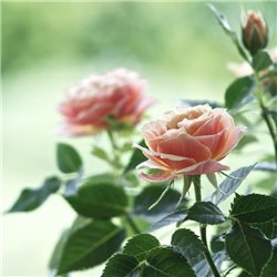 Чайная роза - Фотообои цветы - Модульная картины, Репродукции, Декоративные панно, Декор стен