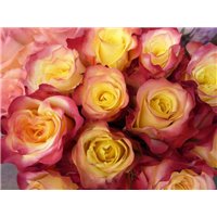Портреты картины репродукции на заказ - Букет роз - Фотообои цветы|розы