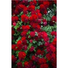 Картина на холсте по фото Модульные картины Печать портретов на холсте Куст чайной розы - Фотообои цветы|розы