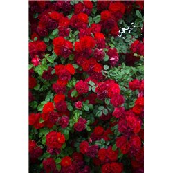 Куст чайной розы - Фотообои цветы|розы - Модульная картины, Репродукции, Декоративные панно, Декор стен
