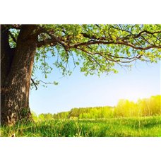 Картина на холсте по фото Модульные картины Печать портретов на холсте Большое дерево - Фотообои природа|деревья и травы