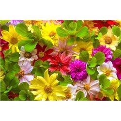 Разноцветные маргаритки - Фотообои цветы|другие - Модульная картины, Репродукции, Декоративные панно, Декор стен