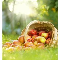 Корзина с яблоками - Фотообои Еда и напитки|фрукты и ягоды