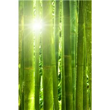 Картина на холсте по фото Модульные картины Печать портретов на холсте Бамбук - Фотообои природа|бамбук