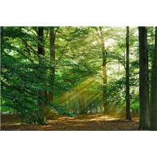 Картина на холсте по фото Модульные картины Печать портретов на холсте Лучи солнца - Фотообои природа|деревья и травы