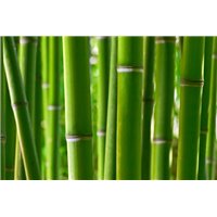 Бамбук - Фотообои природа|бамбук