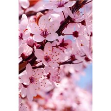 Картина на холсте по фото Модульные картины Печать портретов на холсте Цветущая ветвь - Фотообои цветы|цветущие деревья