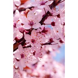 Цветущая ветвь - Фотообои цветы|цветущие деревья - Модульная картины, Репродукции, Декоративные панно, Декор стен